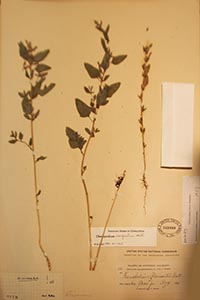 herbarium sheet of US 368880